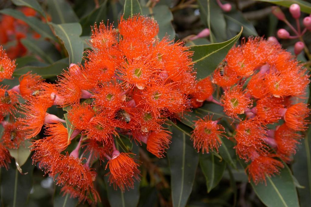 Ficifolia Lodge Parndana Bagian luar foto