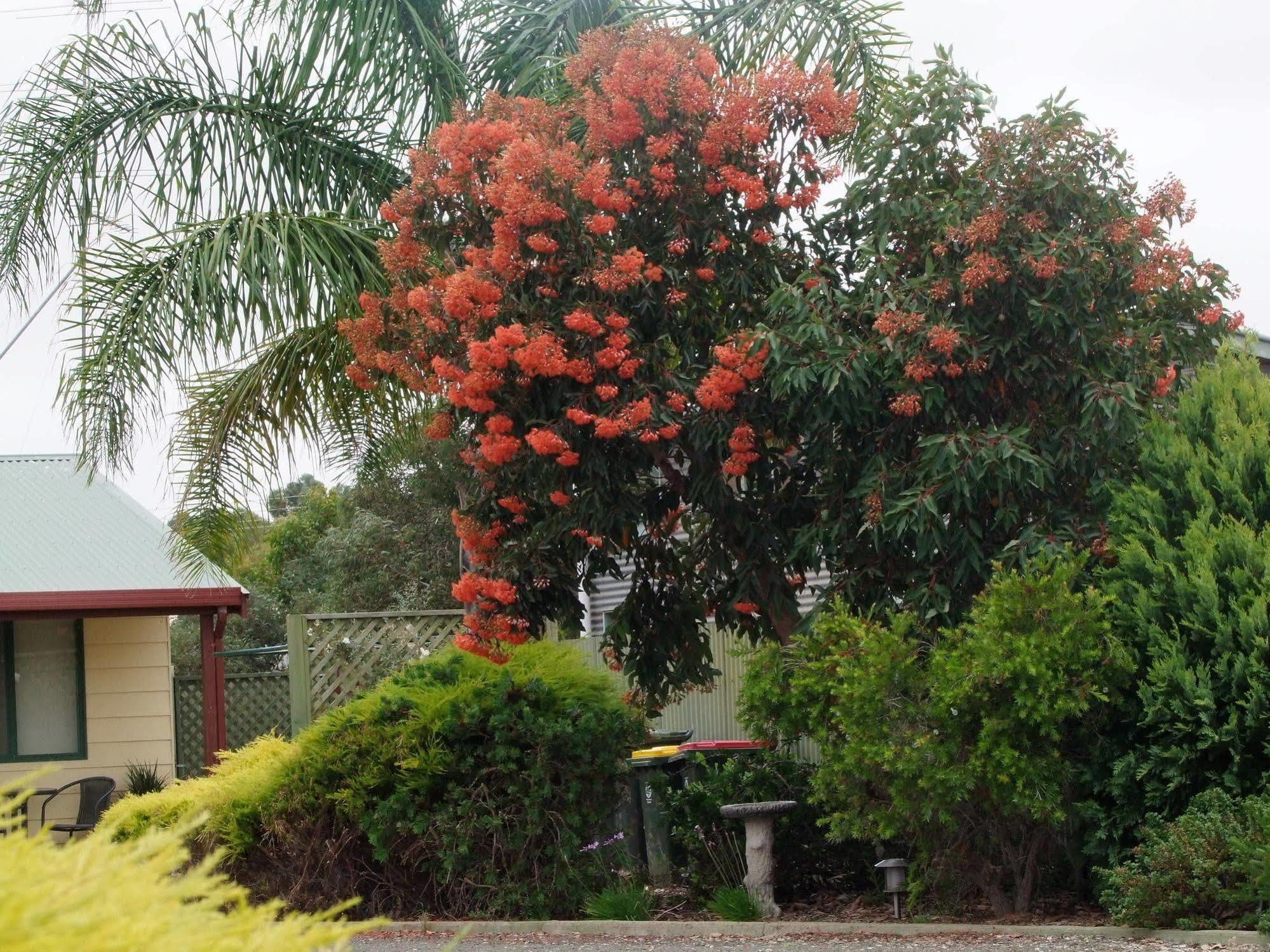 Ficifolia Lodge Parndana Bagian luar foto